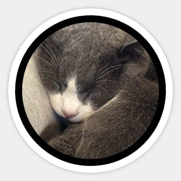 Sleeping Cat / Pictures of My Life Sticker by nathalieaynie